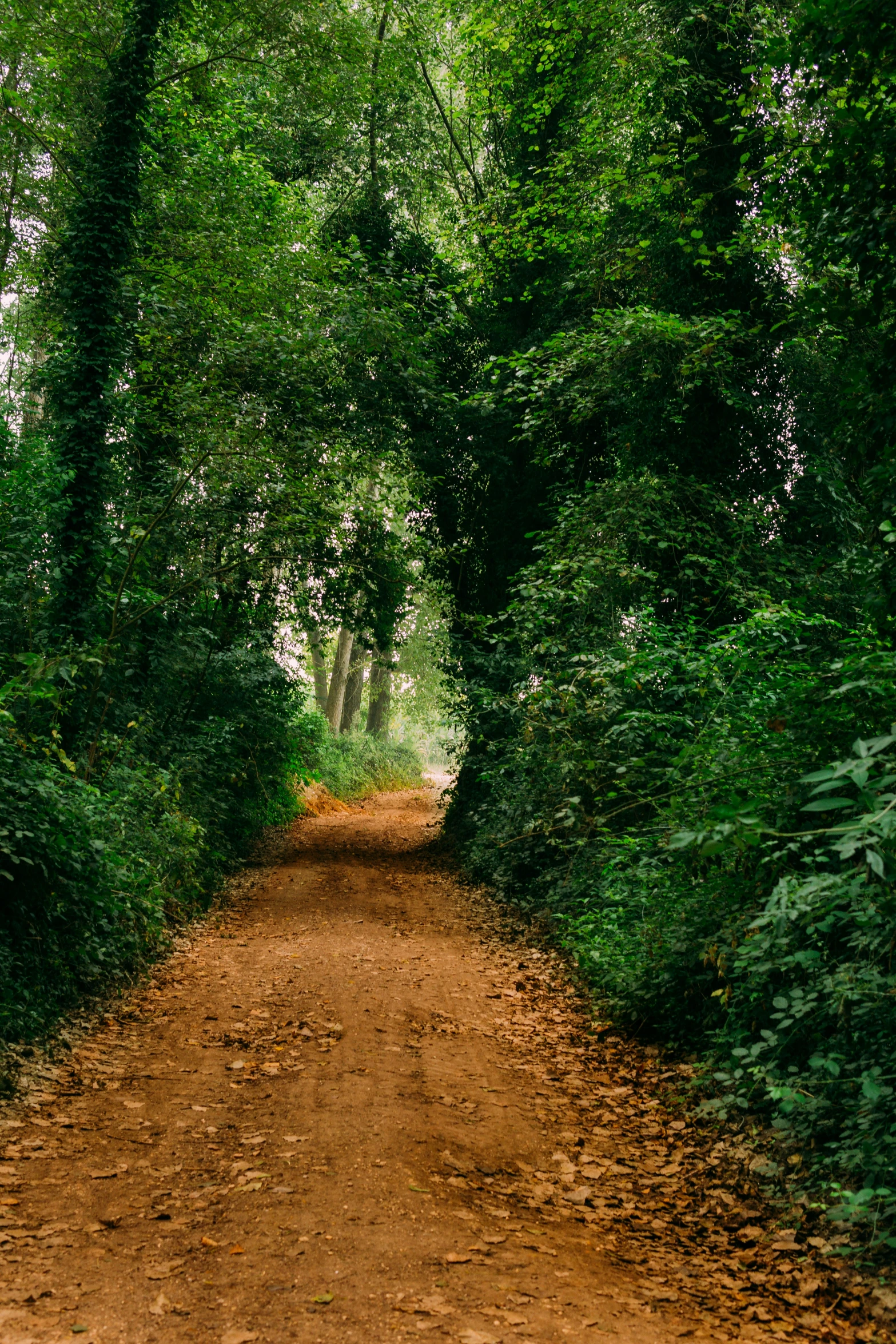 the dirt path has a row of trees on one side