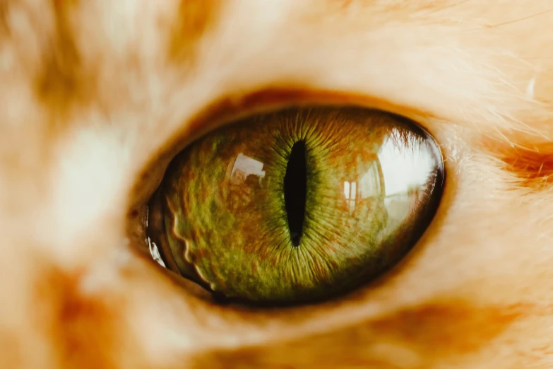close up view of green cat's eye