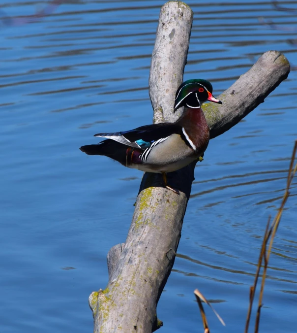 a bird sitting on top of a wooden log in the water