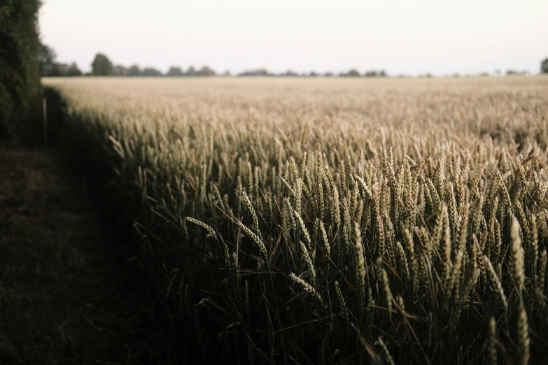 a field with trees and some grass in the background