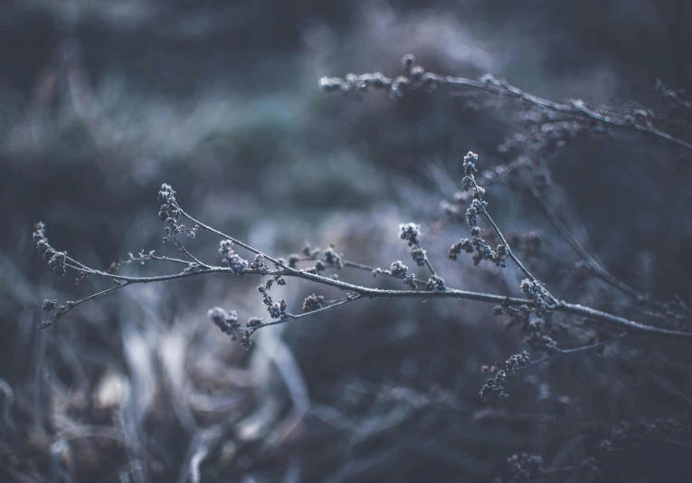 frozen plant stem near grassy area with trees in background