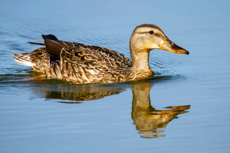 a duck is swimming on a blue water