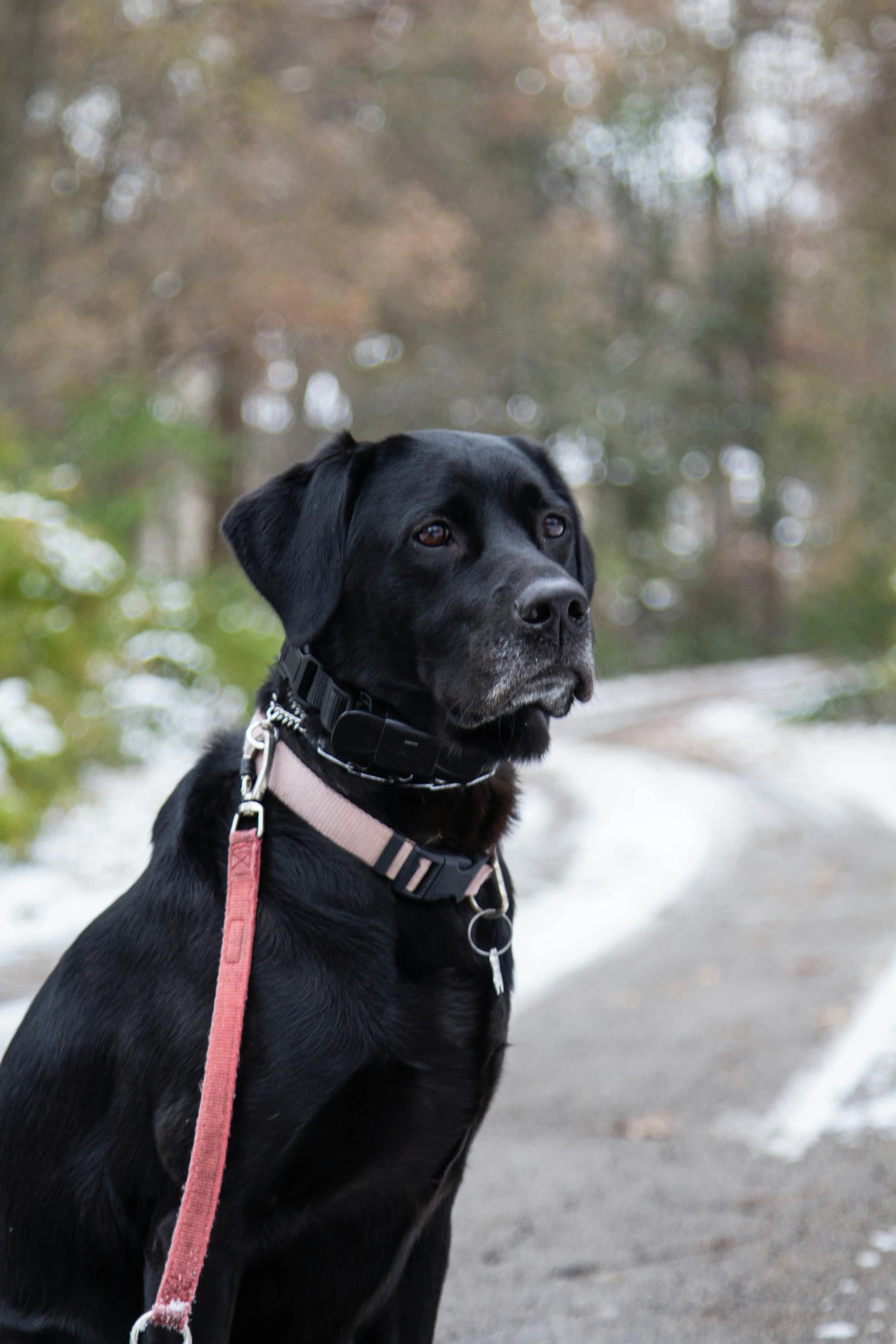 a black dog with a red collar sitting in the snow