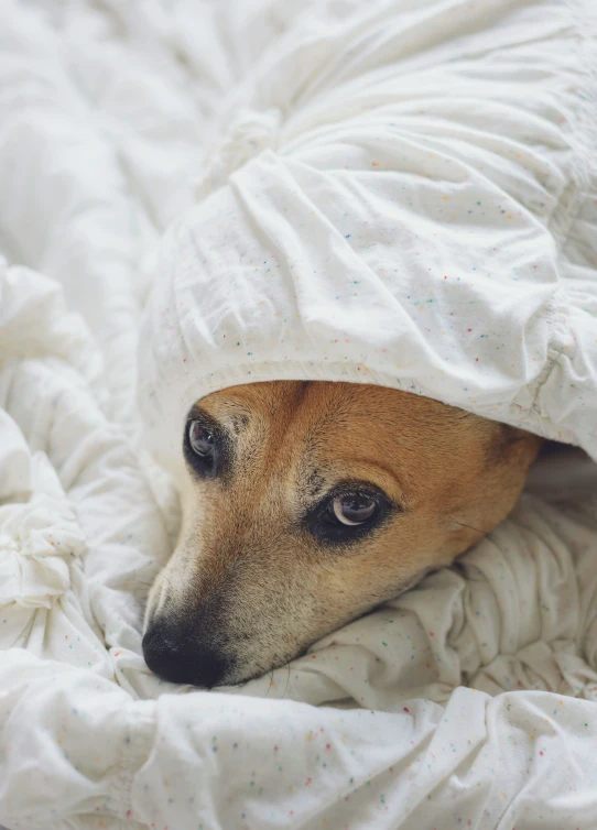 dog hides under comforter with head out in bed