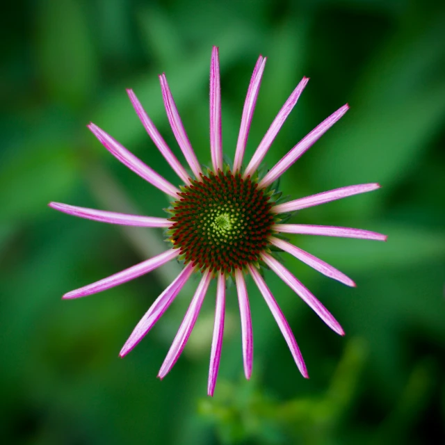 pink flower on grassy field with blurry background