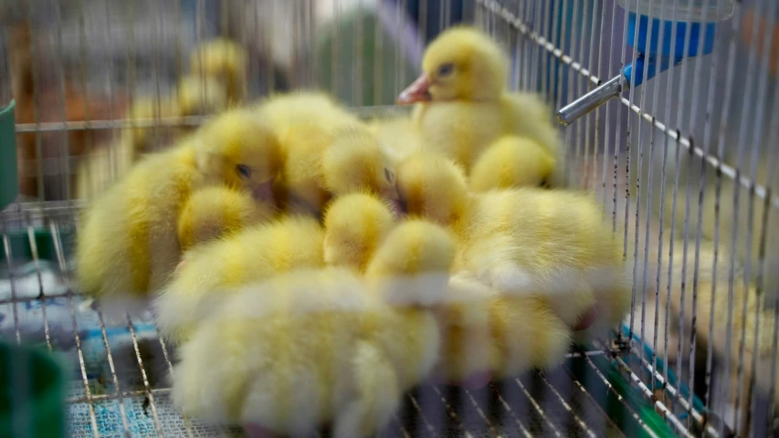 a group of yellow chicks standing in a cage together