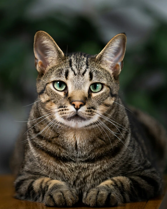 a  cat with green eyes looking at the camera