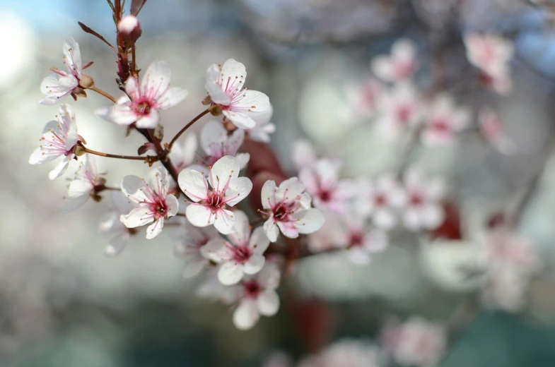 an area with blossoming flowers in it