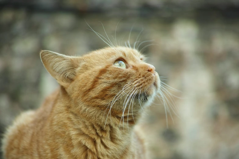 a yellow tabby cat staring up with its mouth open