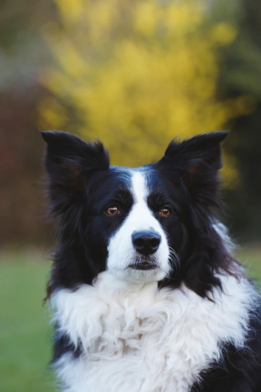 a dog sits on a green grass covered field