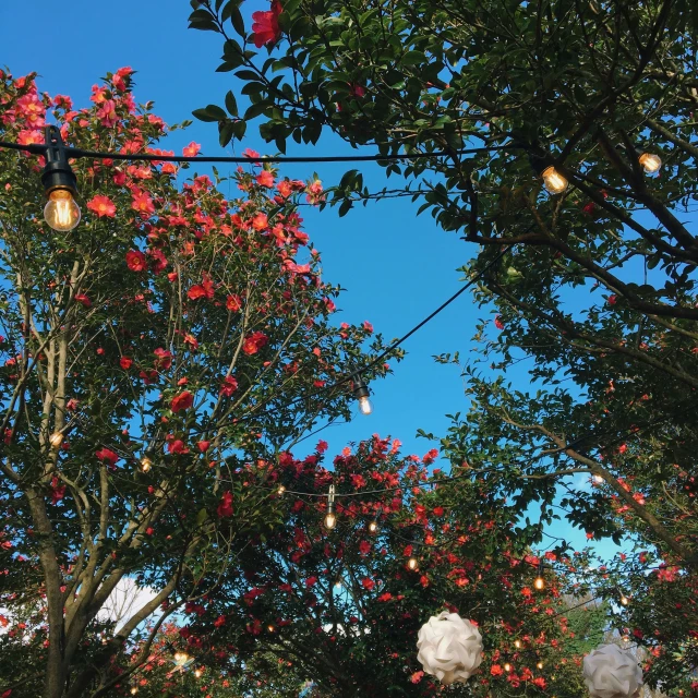 a blue sky with red and white lanterns
