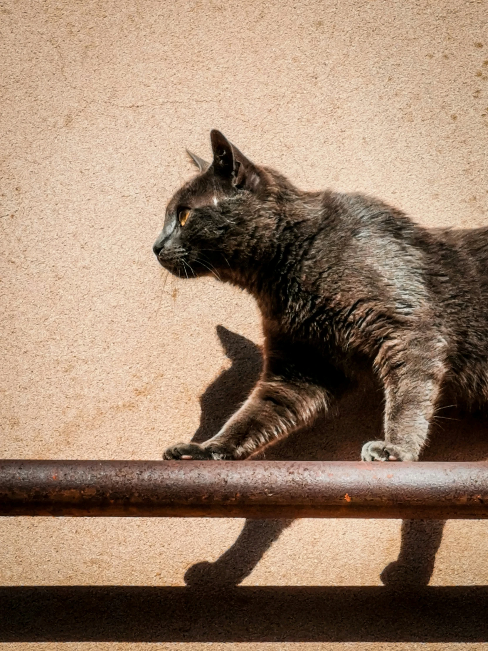 a cat laying down on a metal bench
