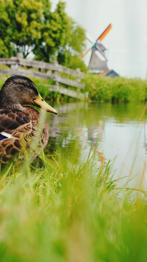 a duck sitting in the grass near water