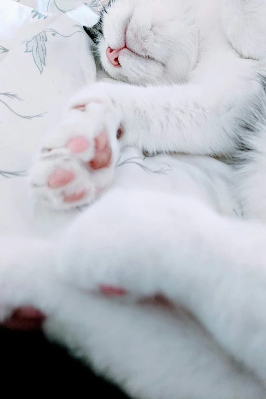 a cat sleeps on the couch, with its paws tucked into the pillow