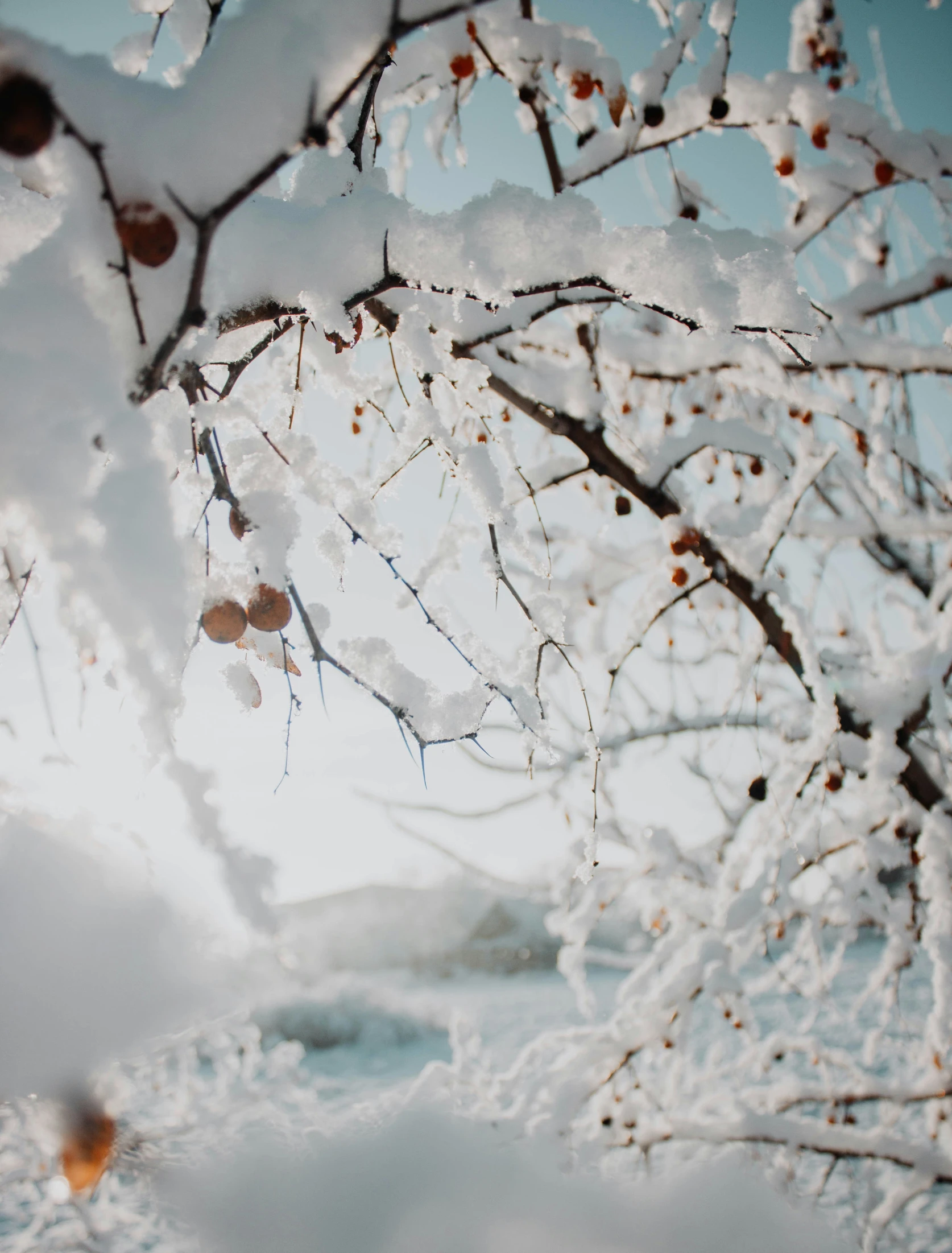 snow is covered nches of an orange tree