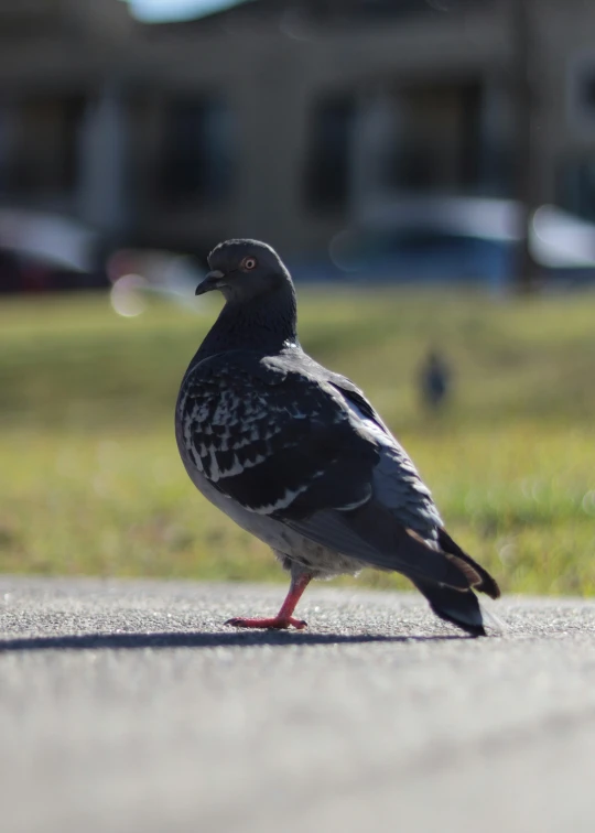 a large black bird standing on the street
