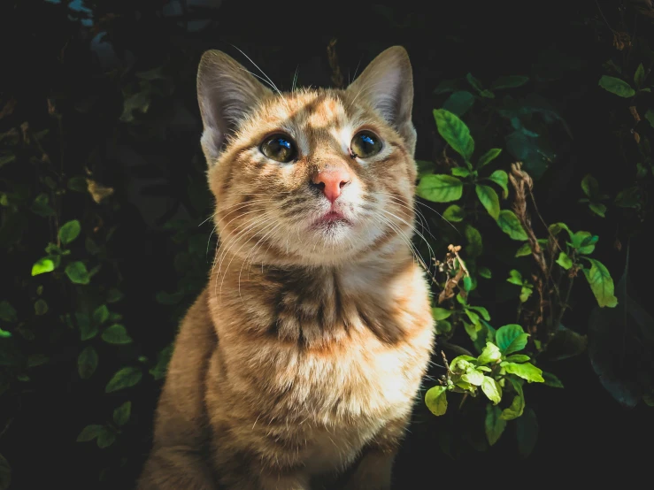 a cat with its head turned backwards staring at soing