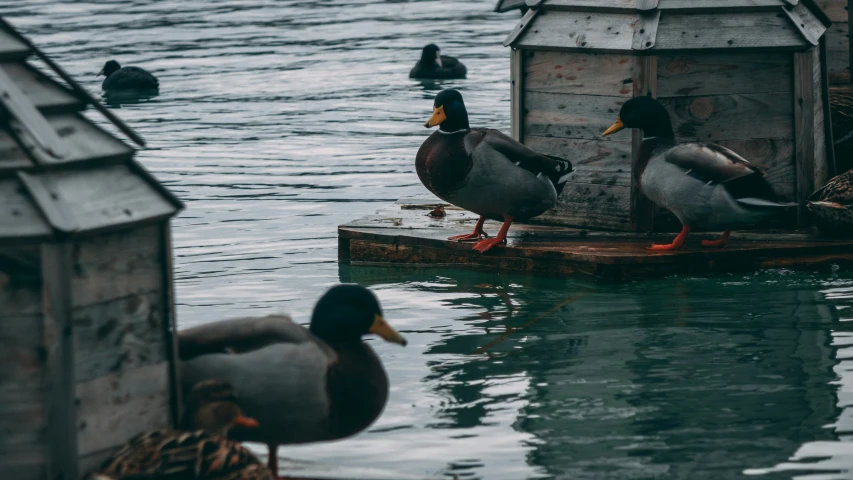 several ducks sit on a dock in a lake