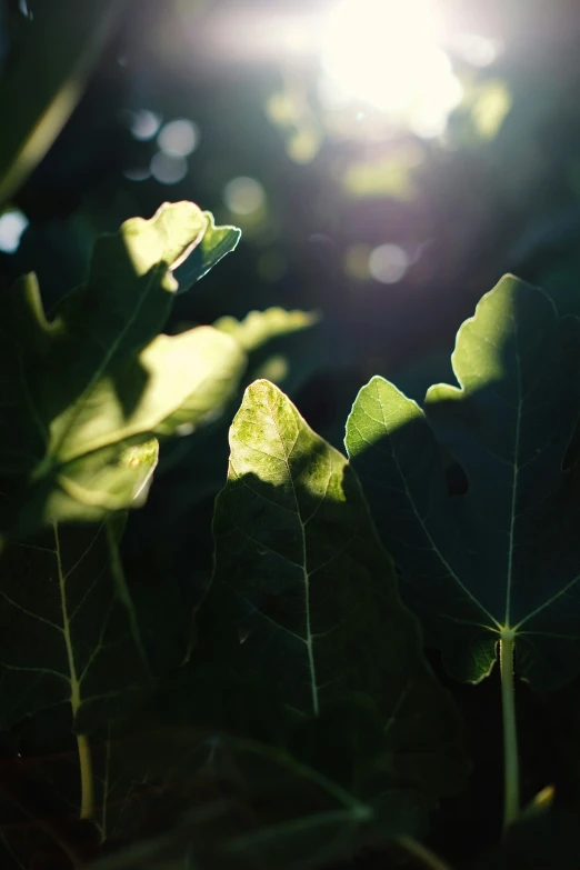 sunlight shining through leaves and creating some pattern