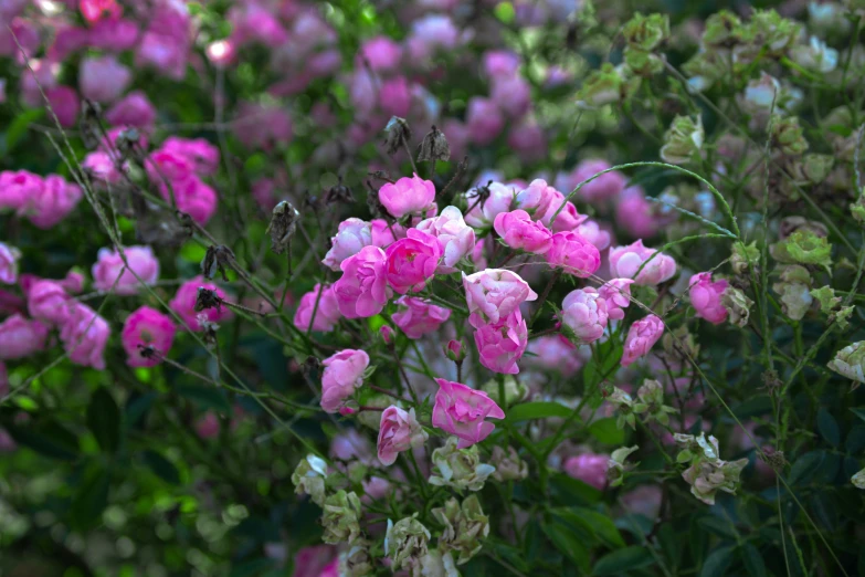 pink and white flowers are blooming in the bush