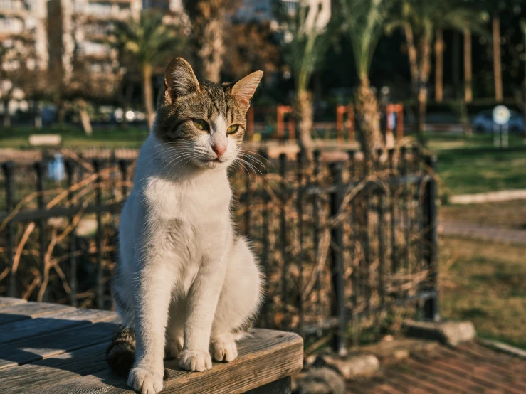 a small cat sitting on a wooden fence near the ground