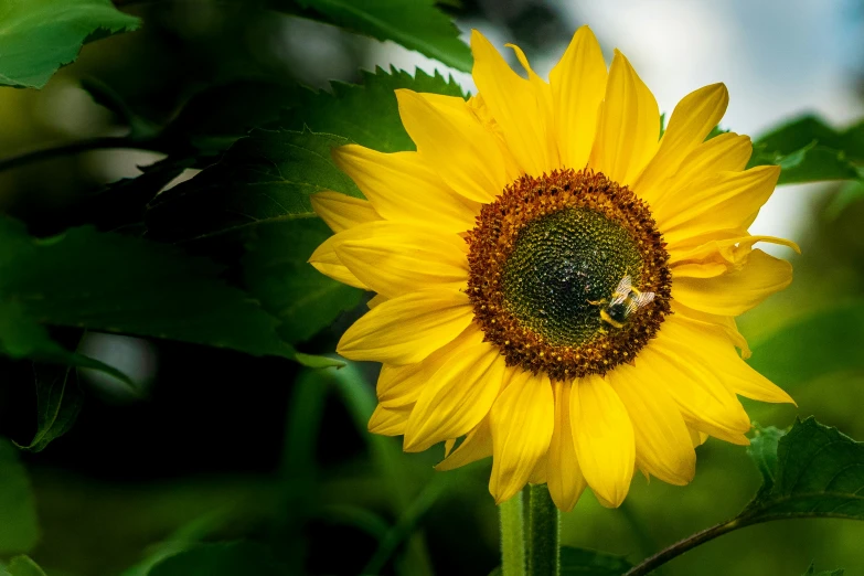 a sunflower with a bee resting on it