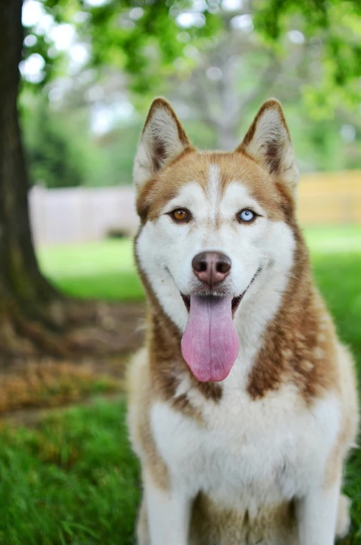 a brown and white dog with its tongue hanging out