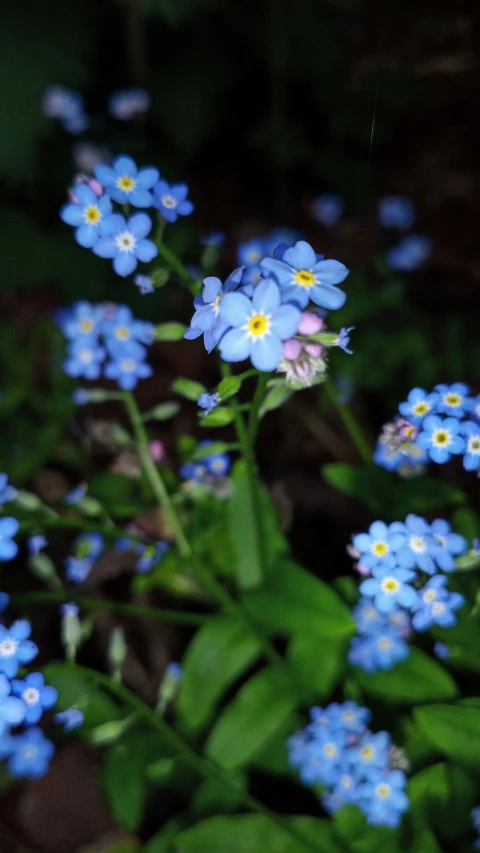 the flowers are blooming with a few blue flowers