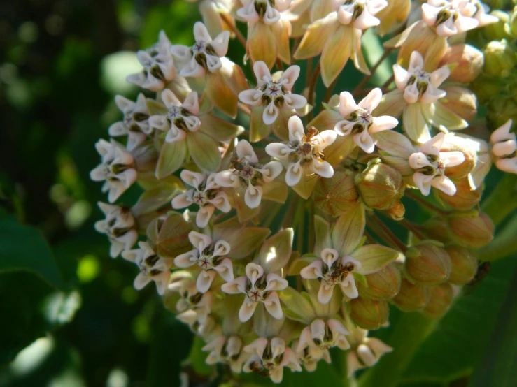 close up po of small flowers and leaves