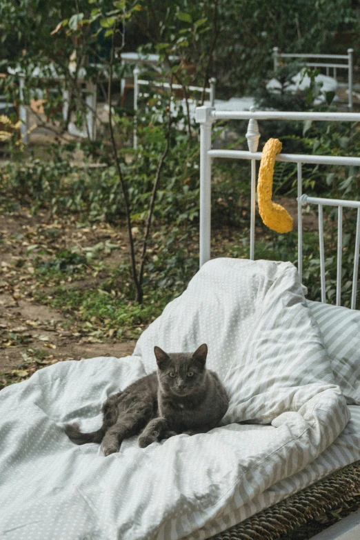 a gray cat is sitting on a white and woven bed