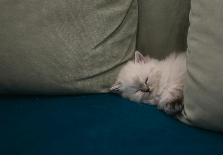 an adorable kitten sleeping on a couch cushion