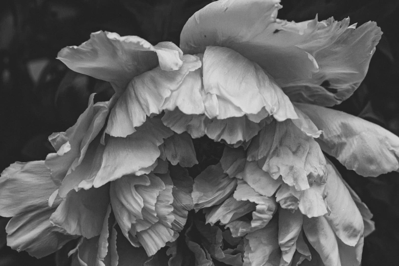 an image of flowers in black and white