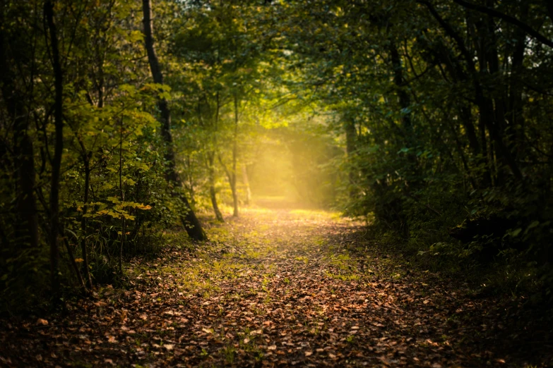 a trail winds through the trees in an area with leaves scattered all over it