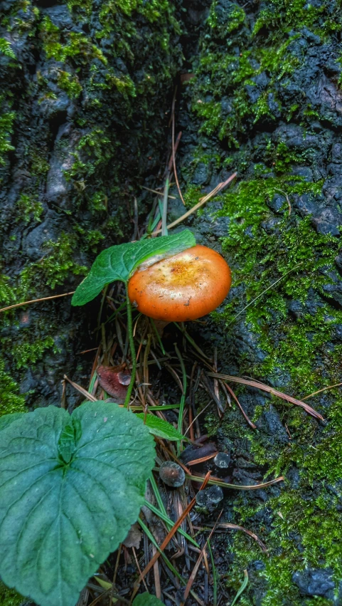 an orange mushroom is growing on the green moss