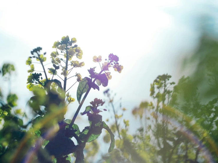 view from ground level looking up at the flowers