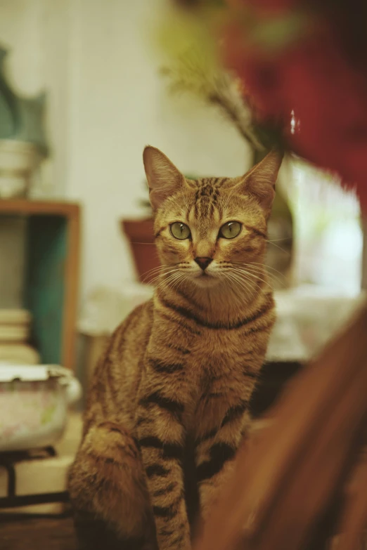 a cat sits on the ground staring directly