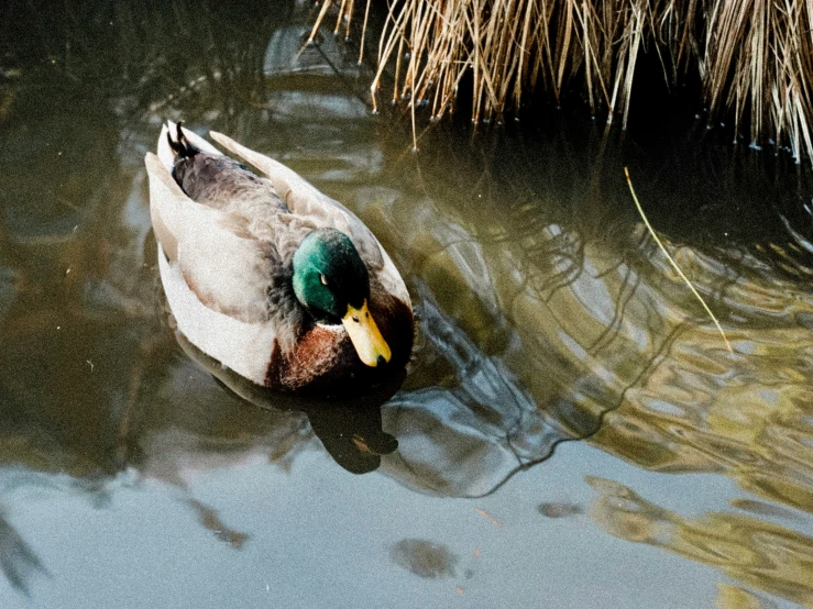 a duck in water next to tall grass and rocks