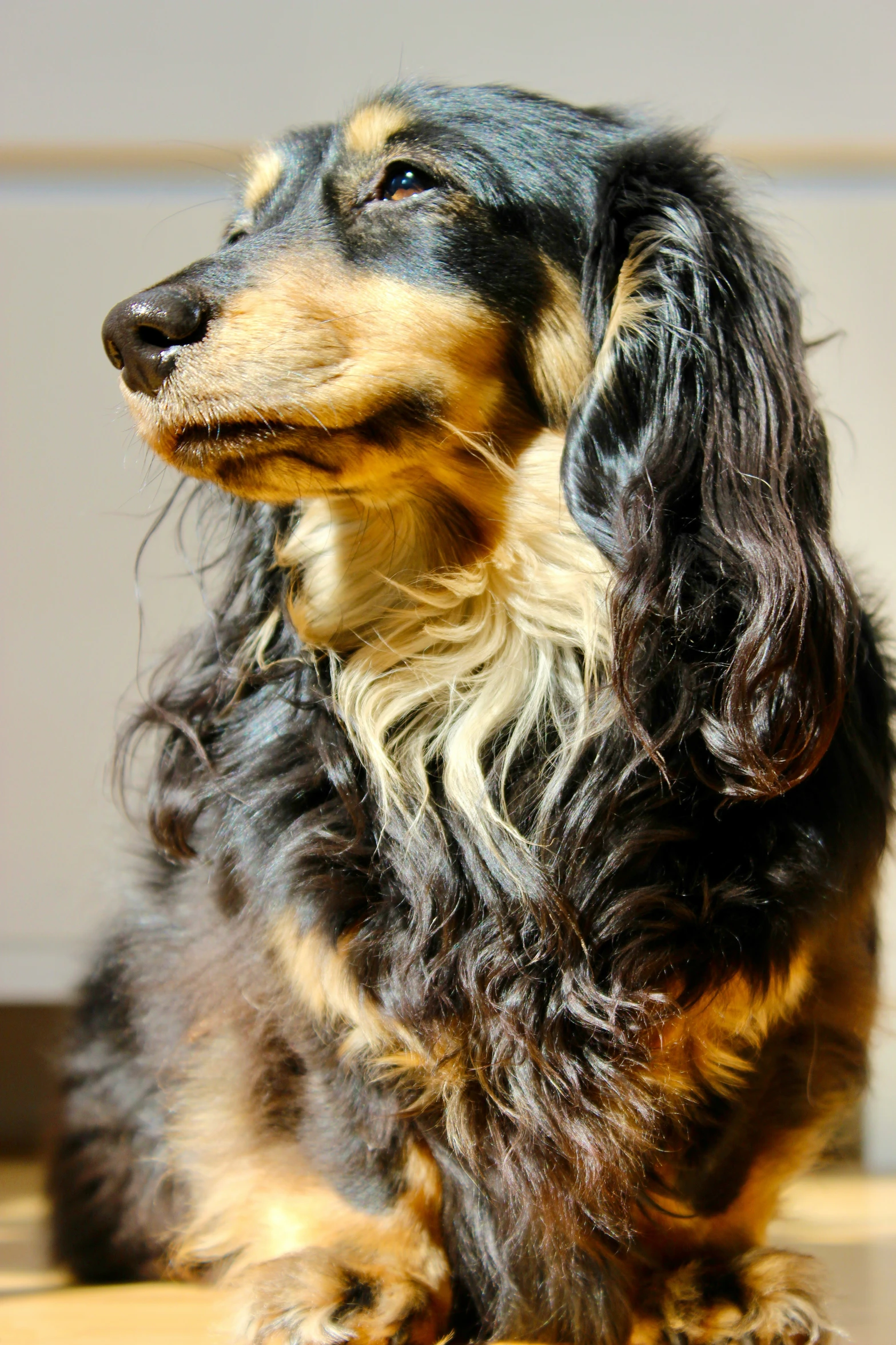 a black and brown dachshund dog sitting on the floor