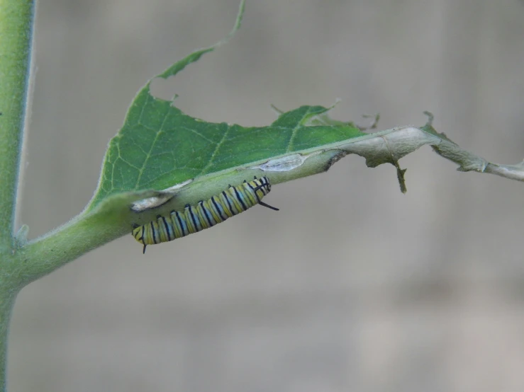 a caterpillar crawling on a leaf on a plant