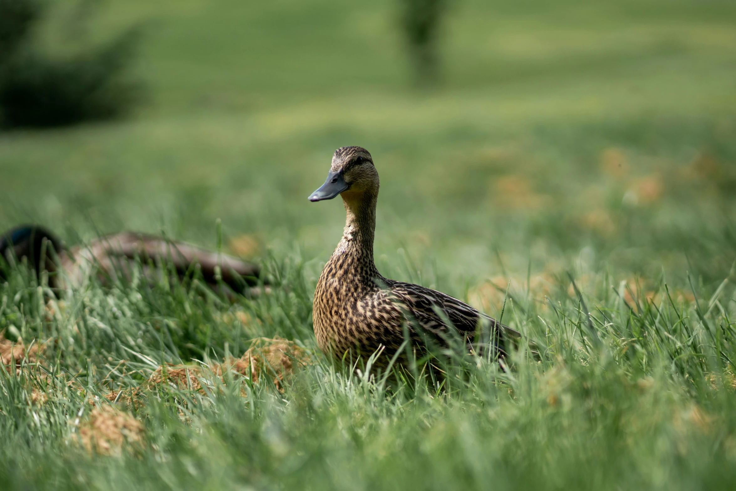 a couple of ducks are sitting on some grass