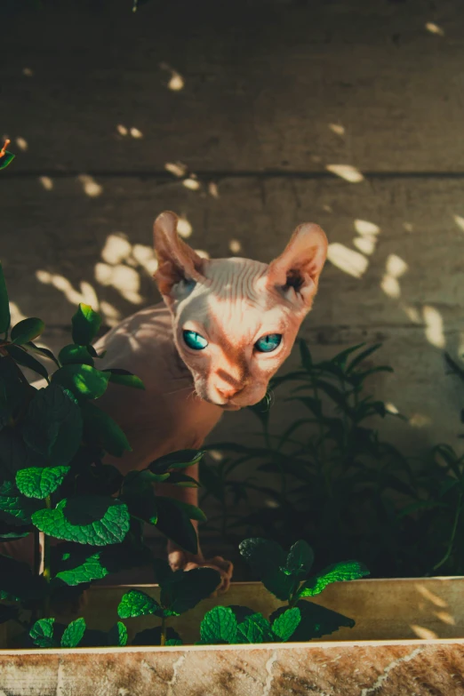 a hairless cat with blue eyes and green leaves in a plant