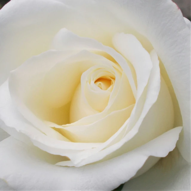 the middle part of a large white rose