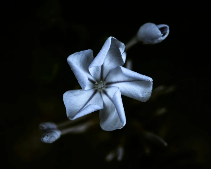 the po was taken in the dark of the room, showing the delicate bloom