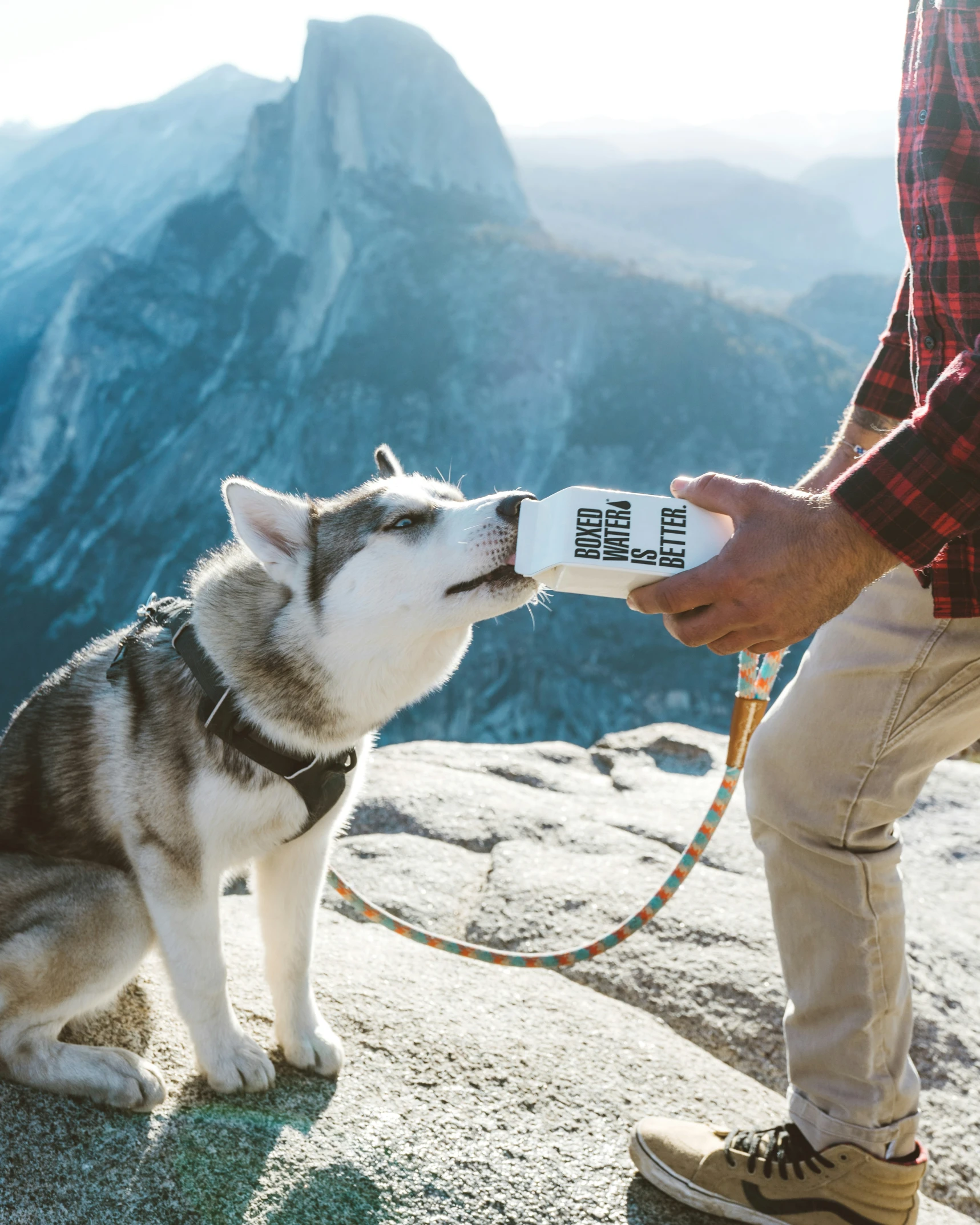 a husky drinking from a mug in front of some mountains