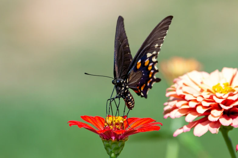 a large erfly sitting on top of a red flower