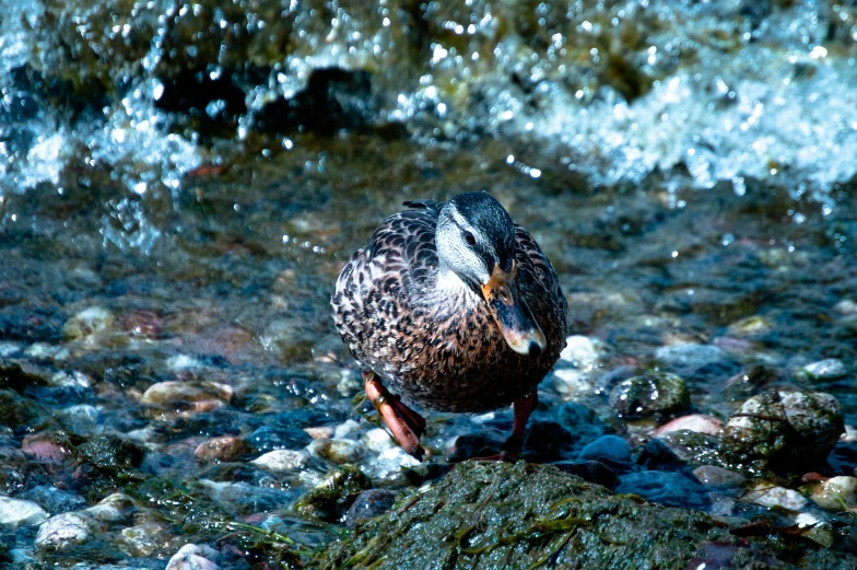 a duck standing on a rock in a stream