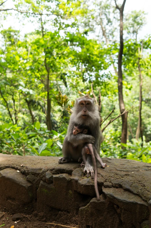 a monkey sits on a rock looking at soing