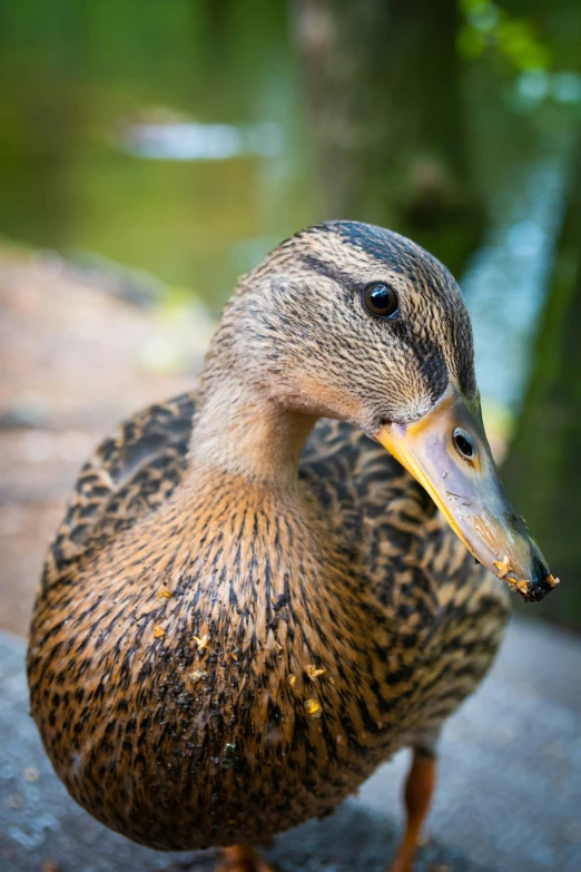 the ducks is walking around the rocks outside