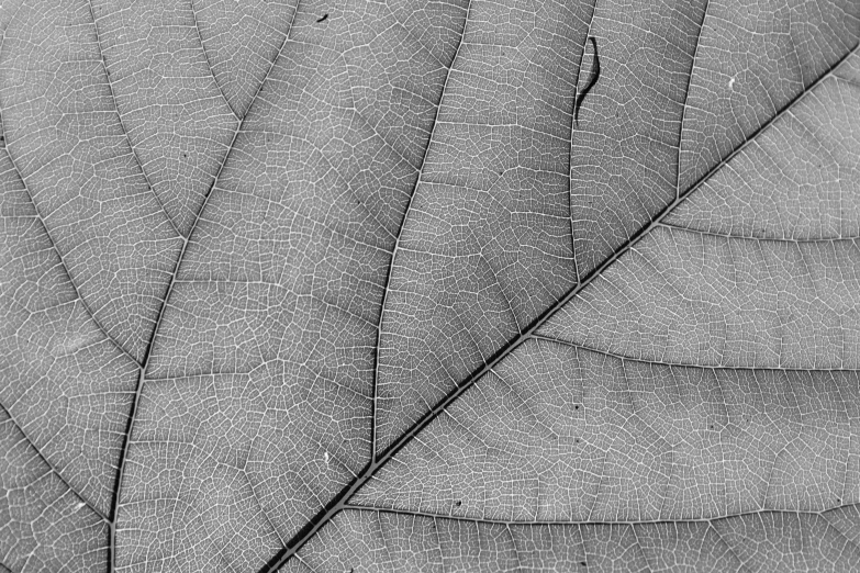 the underside of a large leaf shows intricate details