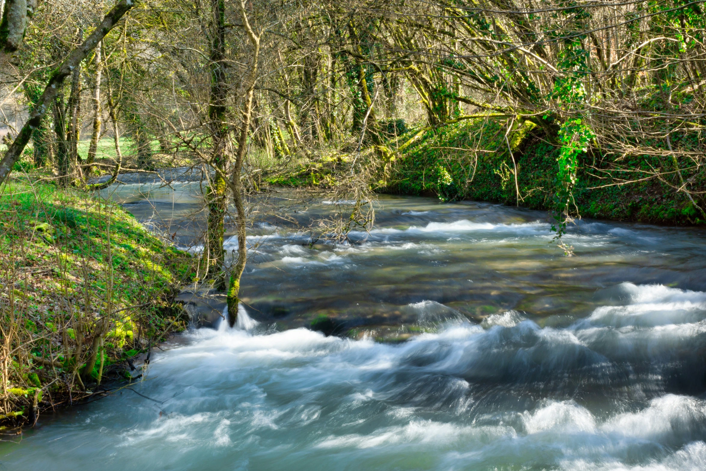 a beautiful river flowing through a wooded forest